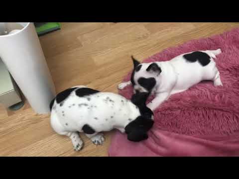 Видео: Французские бульдоги растут и меняются... а с ними меняются и обстоятельства...