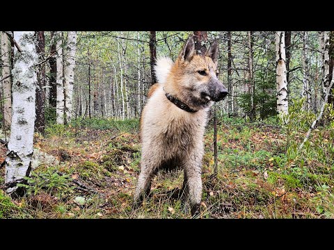 Видео: Яра взрослый щенок