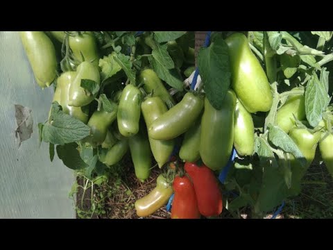 Видео: Проверенные Сибирью! Детерминантные сорта томатов для открытого грунта. Часть 2.