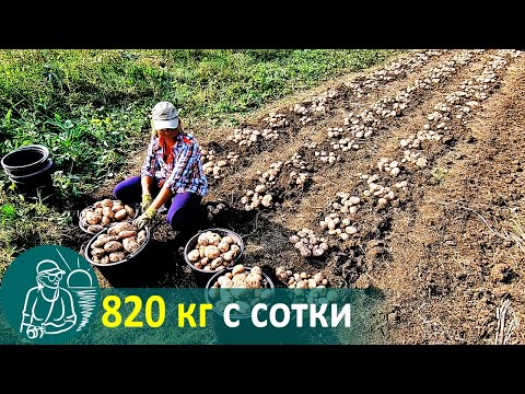 Видео: 🥔 Посадка картофеля с травой без окучивания 🚀 Выращивание по технологии Гордеевых