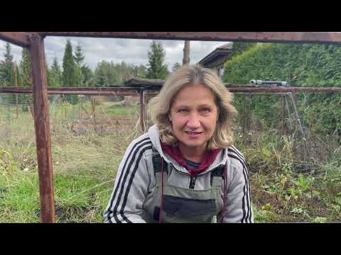 Видео: ПОЛУНИЦЯ ТА СЛИМАКИ.