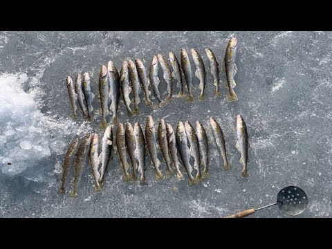 Видео: Зимняя рыбалка в приятной компании