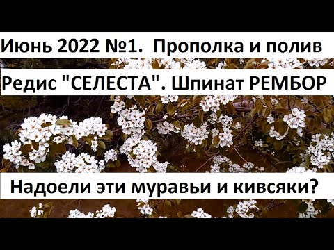 Видео: Июнь 2022. серия №1. Прополка и полив в природном земледелии.