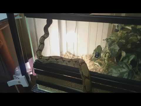 Видео: О содержании boa constrictor imperator