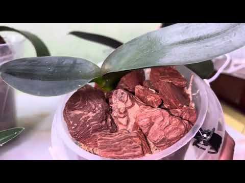 Видео: Світло 💡для орхідей. Полив💦 в холодний період #orchid #phalaenopsis #flowers #plants #garden