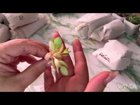 Видео: «СУККО» РАСПАКОВКА от ЕКАТЕРИНЫ (Сукко жизнь) n. 2!!!❤️