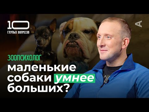 Видео: 10 глупых вопросов ЗООПСИХОЛОГУ