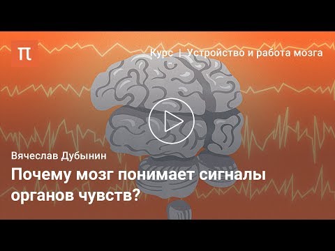 Видео: Мозг и сенсорные системы — Вячеслав Дубынин