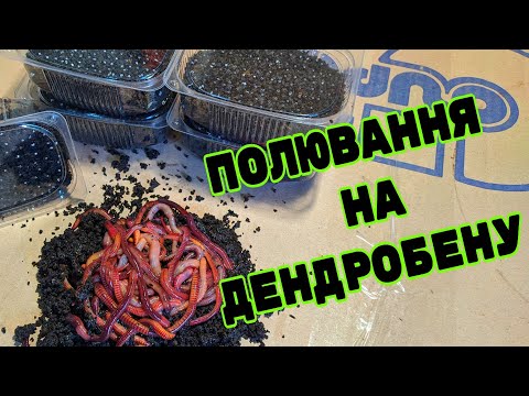 Видео: НАЙЕФЕКТИВНІШИЙ СПОСІБ ПЕРЕРОБКИ ОРГАНІКИ! ЯК ПЕРЕЗИМУВАЛА МІНІ-ВЕРМІФЕРМА?