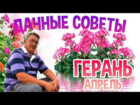 Видео: ДАЧНЫЕ СОВЕТЫ - ЛУЧШИЙ СПОСОБ РАЗМНОЖЕНИЯ ГЕРАНИ часть 3 /АПРЕЛЬ