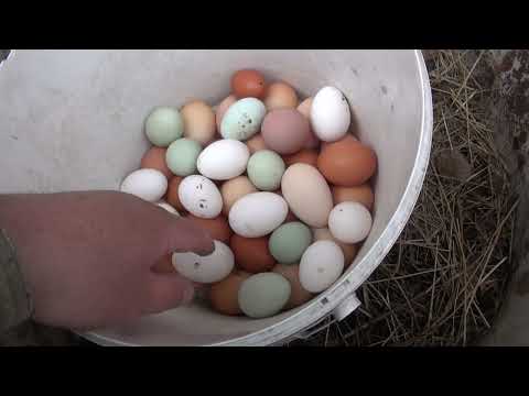 Видео: Пчелы, цыплята, дом для мух.