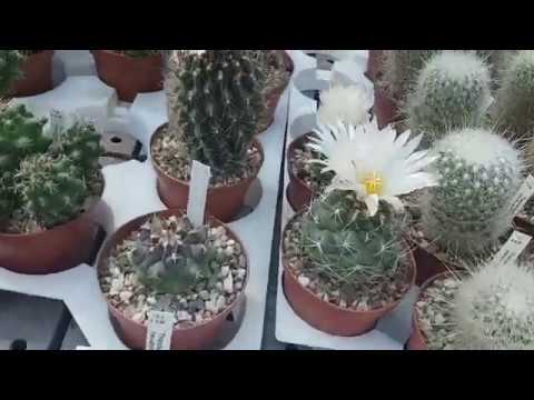 Видео: 2020.66.Кактусы #посещение теплицы#UhlligCacteen#