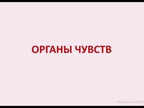 Видео: Лекция №3 по гистологии. Органы чувств. Орган вкуса. Вкусовые почки.