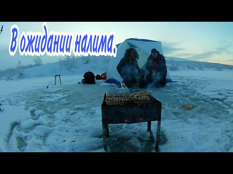 Видео: Ловля налима на гольяна. Рыбачим в палатке. Курица на мангале.