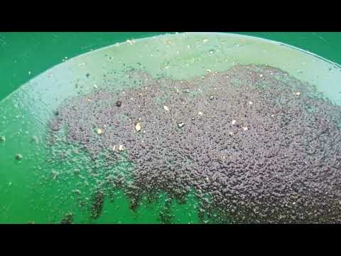 Видео: ИВО ЗЛАТИНКАТА