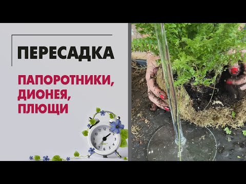 Видео: Пересадки: папоротники, дионея, плющи и немного рабочего процесса