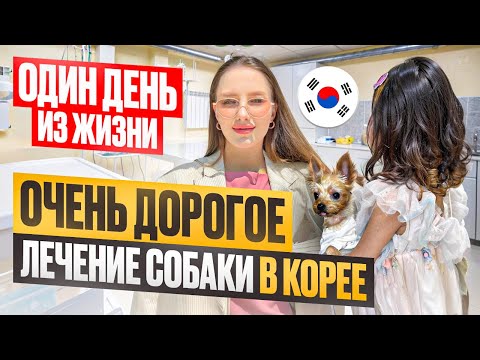 Видео: День из жизни в Корее/лечим собаку/корейский фикс прайс/KOREA VLOG