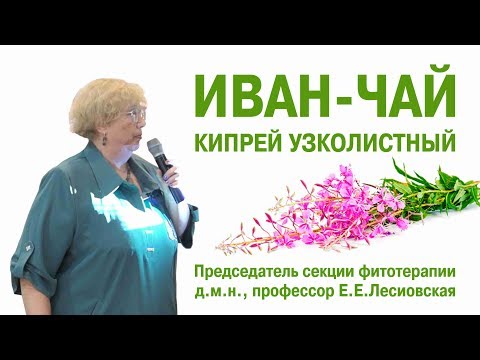 Видео: Иван-чай: Кипрей узколистный Лесиовская Е.Е. – профессор, доктор мед. наук