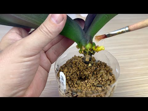 Видео: творит ЧУДЕСА выманивая новые КОРНИ ОРХИДЕЙ // укоренение кочерыжек от орхидеи