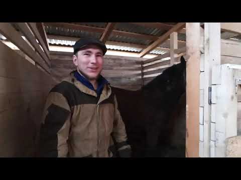 Видео: Охота на лошади с лайкой. Выбор лошади и амуниции./hunting on a horse with a husky. choosing a horse