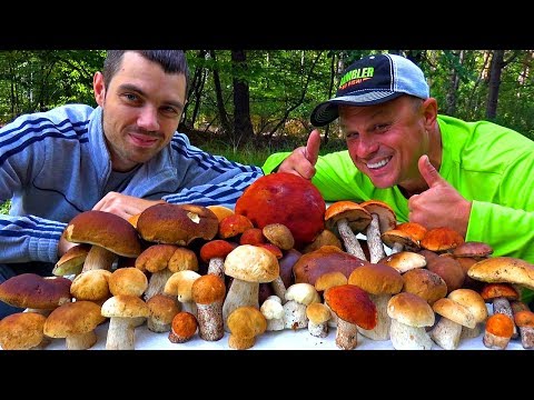 Видео: Поход по грибы! Чуть не утонули в болоте! Нашли заброшенный дом в лесу! Жарим грибочки на огне!