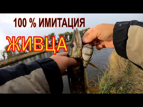 Видео: САМЫЙ УЛОВИСТЫЙ ВОБЛЕР ПО ЩУКЕ ОСЕНЬЮ
