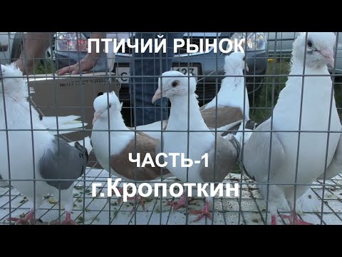 Видео: 30.08.20.Птичий Рынок г.Кропоткин ч1.08/30/2020. Bird Market, Kropotkin, part 1.