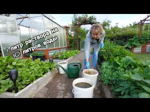 Видео: Лучшая и универсальная подкормка из крапивы @galabum