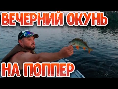 Видео: Окунь на поппер | Ловим много окуня на Томи:)