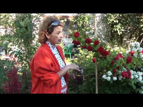 Видео: Размножение плетистой розы. Сайт sadovymir.ru