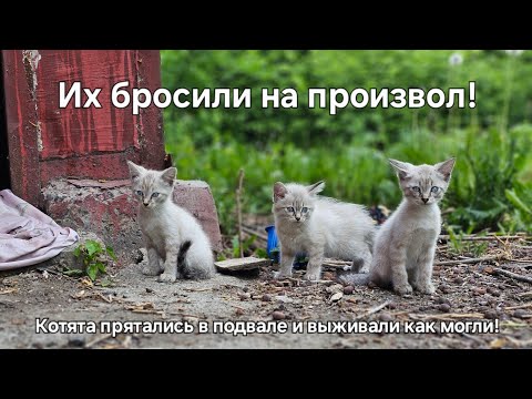 Видео: На улицу выкинули котят / несколько суток они выживали без помощи/ help save kittens