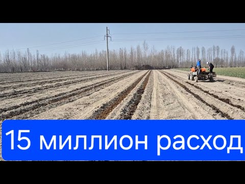 Видео: 2- Қисим. Ҳали Тарвуз экмасдан 15 миллион расход😳 #Bobodexqonlar