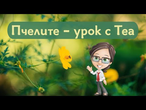 Видео: Пчелите - Нашите трудолюбивите помощници - Урок за деца