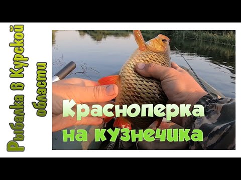 Видео: Красноперка на кузнечика. Как ловить на удочку с водоналивным поплавком