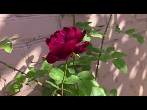 Видео: Посылка от"Пулков сад" Довольна? Берегите друг друга ,🤩🤩🤩