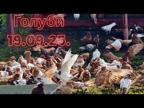 Видео: Голуби показал - НАГОВОРИЛ
