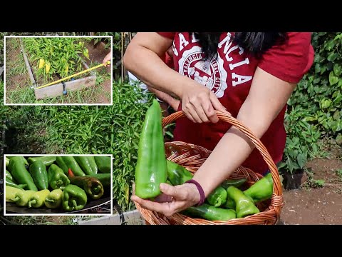 Видео: Перец - большой урожай с очень маленькой грядки!