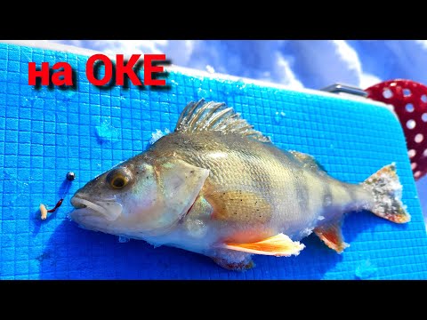 Видео: ОКСКИЕ ОКУНИ. Рыбалка на ОКЕ на КАЛУЖСКИЙ ШАРИК.