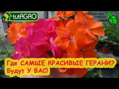 Видео: У ВАС БУДУТ САМЫЕ КРАСИВЫЕ ПЕЛАРГОНИИ/ГЕРАНИ, ЕСЛИ вы используете ЭТИ подкормки и уход!
