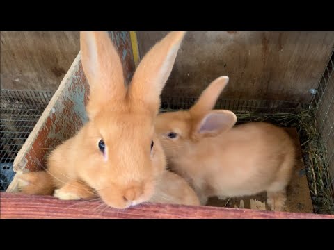 Видео: Новые крольчата Бургундской породы в хозяйстве