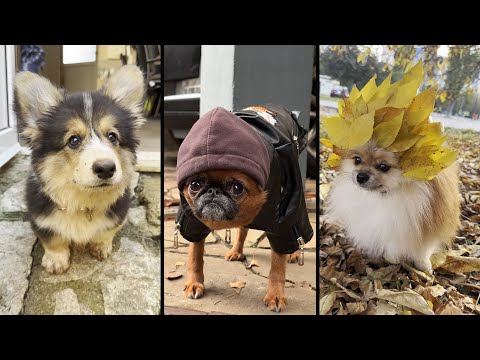 Видео: Funny and cute DOGS🐶Videos🔶 Сompilation  # 15🔶