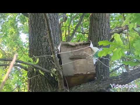 Видео: ловим рои пчёл,часть2(2024)