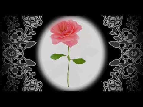 Видео: Троянди