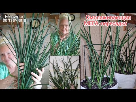 Видео: Омолаживающая МЕГА пересадка сансевиерии Фернвуд #сансевиерия #пересадкарастений