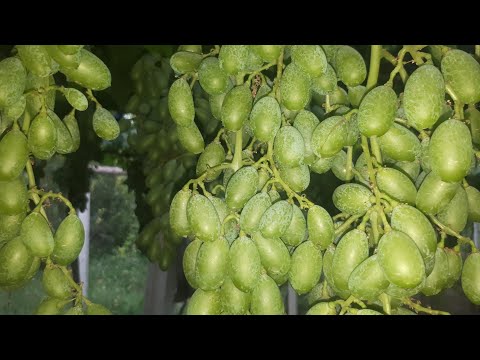 Видео: УЗУМ НЕГА ПИШМАЙДИ ПИРКИ БУЛАДИ...ЖУЗУМ НЕГА ПИШБАЙ ЖАТЕТ