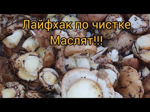 Видео: КАК БЫСТРО ЧИСТИТЬ МАСЛЯТА?...