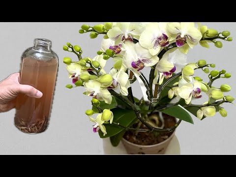 Видео: 1 бутылка в неделю! Внезапно орхидея пустила корни и цветет круглый год.