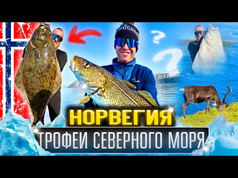 Видео: Трофейная Треска и Палтус! ► Рыбалка в самой северной точке земли? ► Морская рыбалка Норвегия 2025