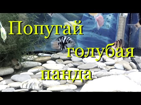 Видео: Голубой тигровый попугай (Тигровый синий попугай): содержание, разведение, половые различия.