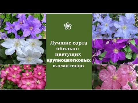 Видео: ❀ Лучшие сорта обильно цветущих крупноцветковых клематисов